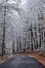 Straße durch den zauberhaften Raureif-Wald