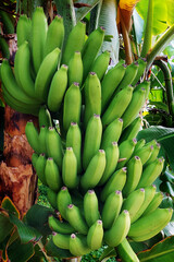 zielone banany - obrazy, fototapety, plakaty