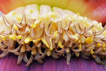 kwiat bananu