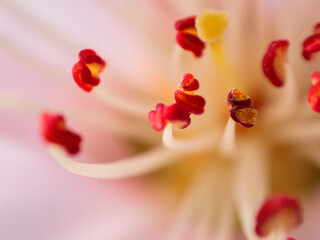 Flor, anteras de la flor con macro, macrofotografía (filamento de la flor)