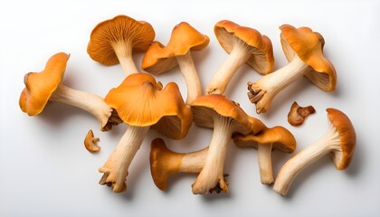 Raw wild Chanterelles mushrooms  Isolated on white background, top view