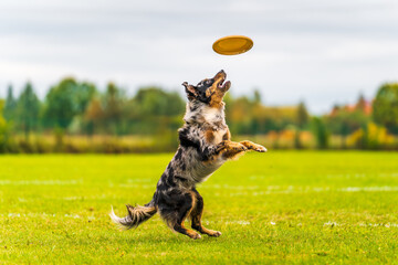 Dog catching a disk in the air. Dog jumping in the air. Dog running in the grass