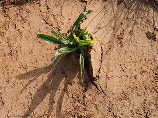 Plant breaking through the layer of dry mud and blooming.
