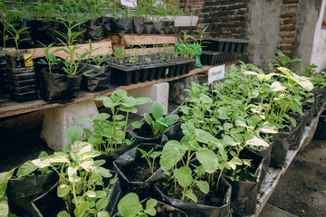 set of flower pots using used bottles for gardening in very small spaces