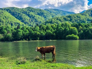 cows on the lake