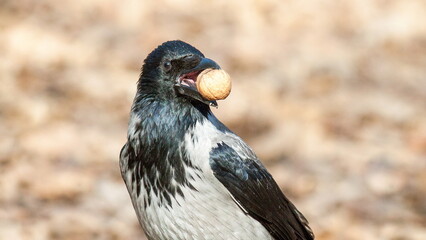 Obraz premium bird of prey