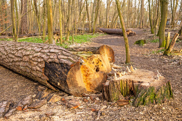 Frisch gefällter Baum im Wald mit Baumstumpf