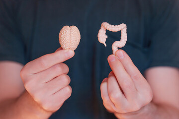 Gut-Brain Axis: Miniature Brain and Gut Models in Hands - Powered by Adobe