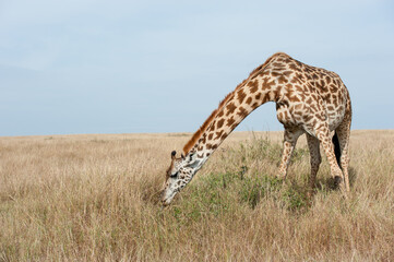 Giraffes in Tsavo East and Tsavo West National Park Kenya