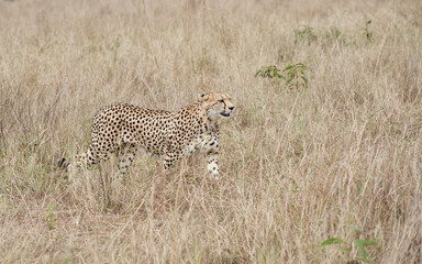 cheetah  in the vast wilderness of Africa © Herbert
