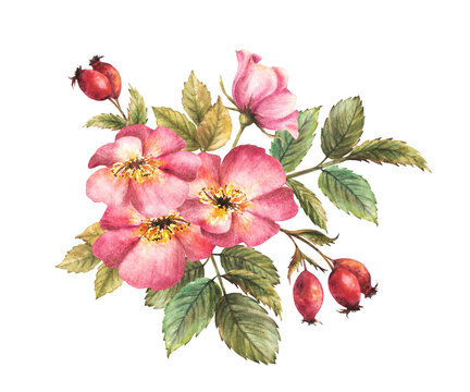 Watercolor pink wild rose hip with buds, berries and flower, leaves. Dog or brier rose branch. Botanical clipart for card, logo, medical label Hand drawn floral illustration isolated white background.