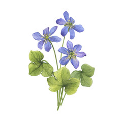 Bouquet with flowers of the blue Anemone hepatica (Hepatica nobilis, liverleaf, liverwort, kidneywort, pennywort). Watercolor hand drawn illustration isolated on white background - 750504098
