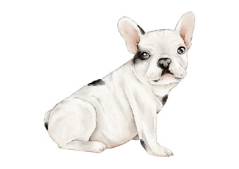 A French bulldog in a sitting position. A short-haired companion dog of small size. A cute family pet . A hand-drawn watercolor illustration. Clipart