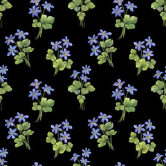 Seamless pattern with bouquet flowers of the blue Anemone hepatica (Hepatica nobilis, liverleaf, liverwort, kidneywort, pennywort). Watercolor hand drawn illustration isolated on black background. - 750505255
