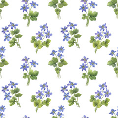 Seamless pattern with bouquet flowers of the blue Anemone hepatica (Hepatica nobilis, liverleaf, liverwort, kidneywort, pennywort). Watercolor hand drawn illustration isolated on white background - 750505298
