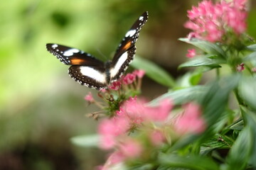 Beauty on Butterfly