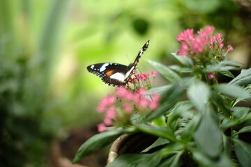 butterfly on flower