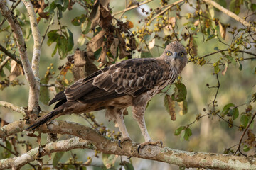 Changeable Hawk-eagle - Spizaetus cirrhatus, beautiful large bird of prey from South Asian woodlands and forests, Nagarahole Tiger Reserve, India.