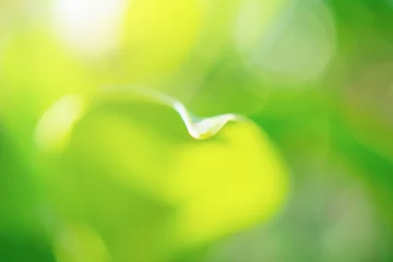 Raamstickers Natural plant green leaf in garden with bokeh background © Piman Khrutmuang