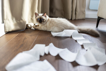 Cat and toilet paper. Little kitten playing with the toilet paper. How to accustom the cat to the toilet. Sacred birma cat cat and toilet paper. Kitten on the floor playing with a toilet paper roll.