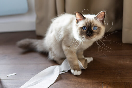Sacred birma cat in interior. A lonely young cat sits on a floor with rolls of toilet paper. Sacred birma cat cat and toilet paper. Kitten on the floor playing with a toilet paper roll.