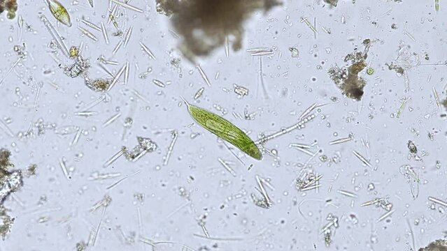 Euglena spirogyra under the microscope - optical microscope x200 magnification