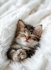 Obraz na płótnie Canvas cute kitten is sleeping. Selective focus.