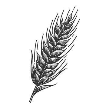recommend clip art: wheat ears leaf sketch line art engraving generative ai raster illustration symbolic of harvest and agriculture. Scratch board imitation. Black and white image.