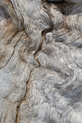 Close up abstract background smooth detail natural old tree wood texture