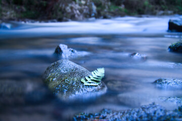 Long exposure of a river, stones with fern leaf in the foreground. Forest background