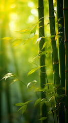 Fototapeta na wymiar Enchanting Bamboo Forest Imbued with Ethereal Light and Tranquility: Nature's Lush Green Cathedral
