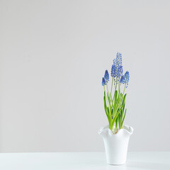 blue  muscari flower on white background