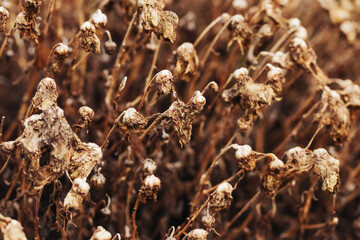 Autumn background. Closeup macro dry plant. Brown color autumn season texture. Dead plant dry leaf. Brown color autumn nature wallpaper.