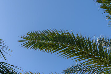 Fototapeta premium date palm leaves in winter in Cyprus 1