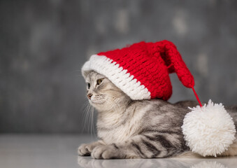 festive, beautiful gray cat in a New Year's cap for Christmas on a gray background.