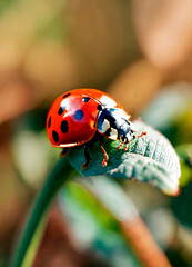 ladybug on the grass close-up. Selective focus.