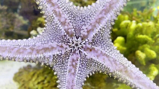 Close up of Starfish