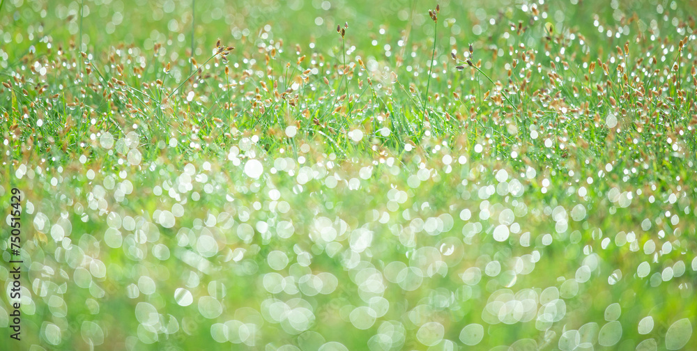 Wall mural blurred background of fresh green grass with dew drops in the morning. background of environment. fi