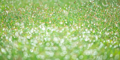 Blurred background of fresh green grass with dew drops in the morning. Background of environment....