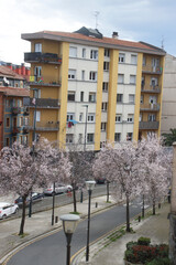 Spring flowers in urban trees