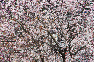 Blossoming flowers in a tree