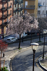 Spring flowers in urban trees