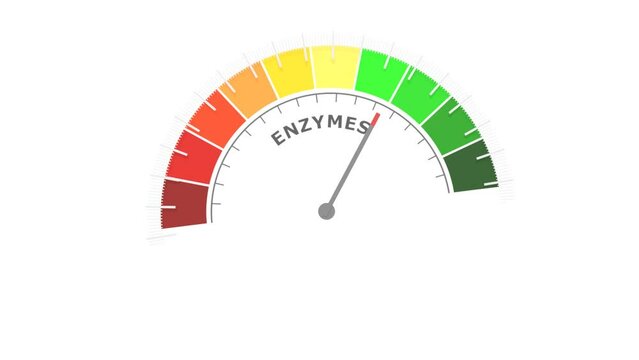 Enzymes level on measure scale. Instrument scale with arrow. Colorful infographic gauge element. Enzymes are proteins that act as biological catalysts by accelerating chemical reactions.