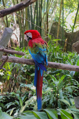 Beautiful Macau Bird on a tree