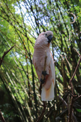 Beautiful Macau Bird on a tree