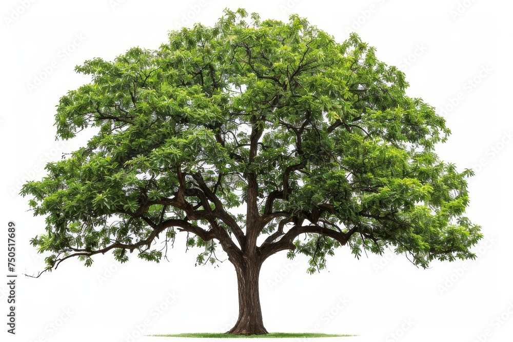 Poster isolated walnut tree (latin name: juglans regia). please visit my portfolio for more isolated trees.