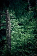 Tree hidden in the forest