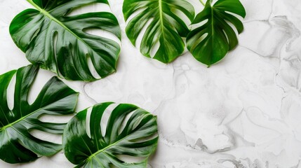 Several vibrant green leaves from a Philodendron plant arranged neatly on a smooth marble surface