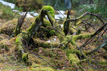 Forest in nature reserve with dead wood and moss