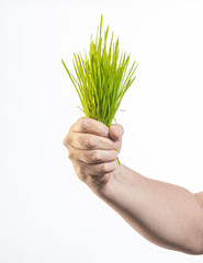 hands holding a green grass
